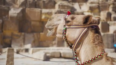 Giza piramit kompleksi, Mısır 'da yakın plan deve başı otluyor. 