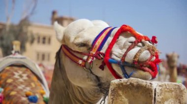Mısır 'daki Giza piramit kompleksinin yanındaki direkte başı dinlenen bir devenin yakın çekimi.
