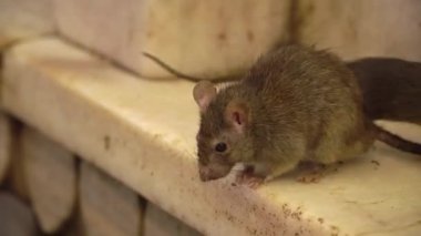 Hindistan 'da, Karni Mata Tapınağı' nın basamaklarında (fare tapınağı olarak da bilinir) kutsal bir fare oturuyor.