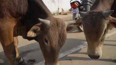 İki boğa, kalabalık bir Varanasi caddesinde, çevredeki kargaşadan etkilenmeden sevgi dolu bir şekilde karşılaşır..