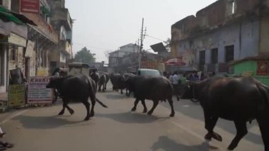 Bufalo sürüsü işlek bir caddeden geçerek Varanasi şehrinde trafik aksamalarına ve etkileşimlere yol açıyor.