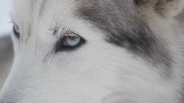Kızak köpeği Sibirya Husky Mavisi gözleri karlı arazide yoğun odak gösteriyor 