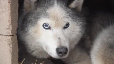kızak köpeği Sibirya Husky mavi gözlü rahat mağarada dinleniyor.