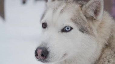 Heterokromisi olan Sibirya Husky kış günlerinde karlı arazileri keşfeder.