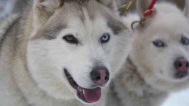 İki kızak köpeği kar altında Sibirya kurdu Bir kış günü gezintiyi bekliyorlar