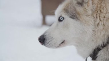 Sibirya Husky 'si farklı gözlerle başını çevirip karlı araziyi keşfediyor. 