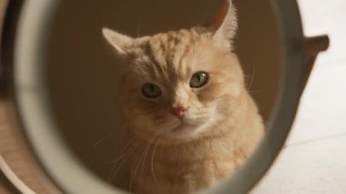 Turuncu tekir kedi merakla aynadaki yansımasına bakar.