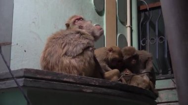 Jaipur 'daki Galtaji Tapınağı' nı ve onun şakacı maymun sakinlerini keşfediyor.