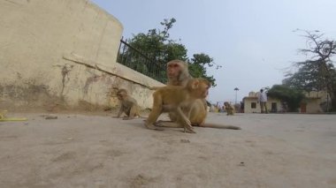 Kutsal Galtaji tapınağını ve Jaipur yakınlarındaki neşeli maymunlarını keşfedin.