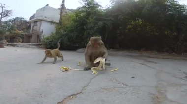 Hindistan 'da tarihi bir hac yeri olan Jaipur' daki Galtaji Maymun Tapınağını keşfedin.