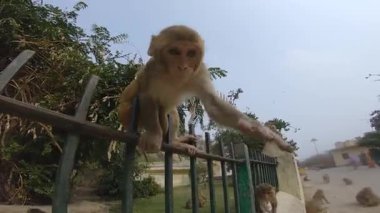 Jaipur 'daki Galtaji Tapınağını neşeli maymun sakinleriyle keşfediyor.