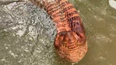 Fil sandığı Sri Lanka 'daki Pinnawala yetimhanesinde bulanık suda hareket ediyor. 