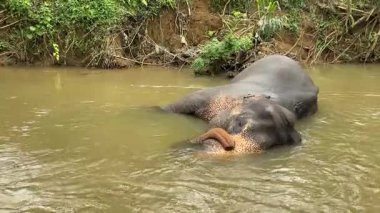 Fil, Sri Lanka Pinnawala yetimhanesi nehrinde huzurlu bir sabah banyosunun keyfini çıkarıyor.