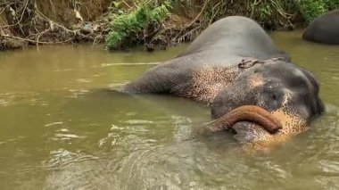 Sri Lanka Pinnawala Yetimhanesi 'nde sakin bir nehirde fil banyosu. 
