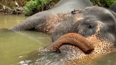 Fil suya battı, sandık Sri Lanka Pinnawala yetimhanesinde kıvrıldı.