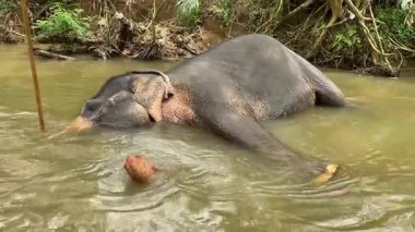 Fil, Sri Lanka 'nın yemyeşil nehir kıyısında huzurlu bir banyo yapıyor.