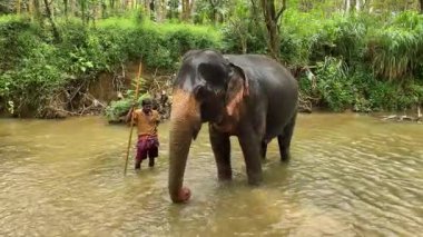 Bekçi Sri Lanka orman nehrinde sopa tutarken fil su püskürtür.