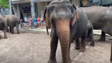 Fil sürüsü Sri Lanka Pinnawala yetimhanesinde bebeği koruyor.