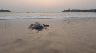 Yavru yeşil deniz kaplumbağası Sri Lanka 'da gün batımında okyanusa doğru yol alıyor.