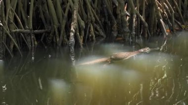 Timsah Sri Lanka 'daki mangrov kökleri yakınlarında bulanık suda yavaşça yüzer.