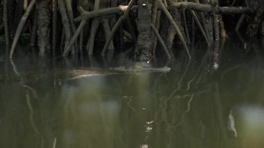 Timsah Sri Lanka 'nın tropikal sularındaki mangrovlarda süzülüyor.
