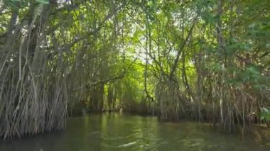 Sri Lanka 'nın sakin mangrov ormanlarını bir tekne safarisi macerasında keşfedin.