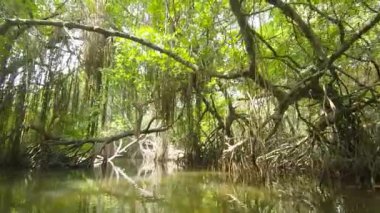 Sri Lanka 'nın Mangrove Ormanı Safari Teknesinin Huzurunu Deneyin