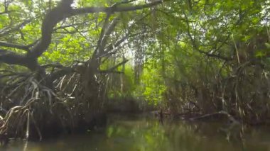 Sri Lanka 'daki Laguna' nın sakin mangrovlarını tekne safarisiyle araştırıyorum.