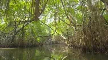 Sri Lanka 'nın sakin mangrov ormanlarını tekne safarisiyle araştırıyorum.