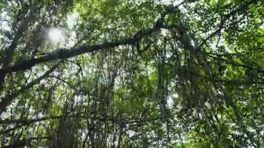 Sri Lanka 'nın kıyı gölünün sakin mangrovlarını araştıran tekne safarisi