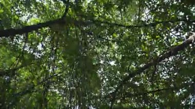 Sri Lanka 'nın sakin mangrov ormanlarını keşfedin sakin bir tekne safarisinde