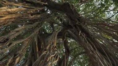 Sri Lanka 'daki mangrov ormanlarından geçen sakin tekne safarisini keşfedin.