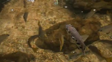 Archer Fish ya da Toxotidae avlarına saldırmak için bir jet dolusu su tükürürler. 