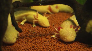 Sudaki bir yaşam alanındaki dingin axolotl dünyasını keşfetmek