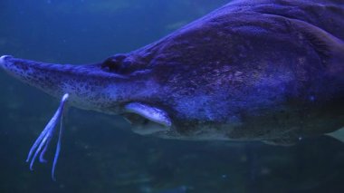Oceanarium 'un sakin sualtı sergisinde beyaz mersin balığını keşfedin.