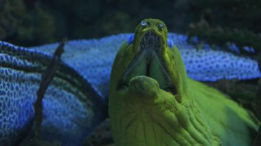Oceanarium 'daki akvaryumda gösterilen mavi gözlü sarı moray yılanbalığı.
