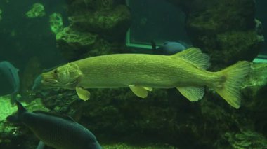 Büyük Kuzey Pike kayalar ve balıklarla çevrili bir akvaryumda zarifçe yüzer.