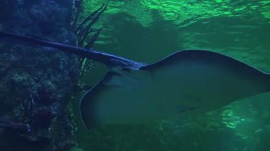 Oceanarium 'da yeşil sularda kayaların ve küçük balıkların arasından bir vatoz süzülüyor.