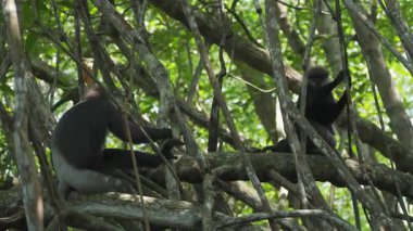 İki langur maymunu Sri Lanka 'da orman ağacı dallarında oturuyor.