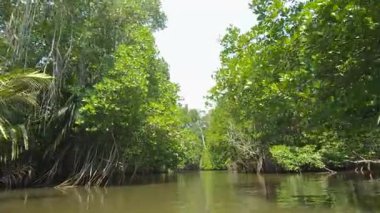 Sri Lanka Mangrove Ormanı 'ndaki Bentota Nehri Safarisinin Güzelliğini Keşfedin