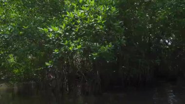 Sri Lanka 'da bir tekne safarisinde Bentota Nehri' nin dingin güzelliğini keşfedin.