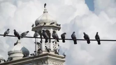 Arka planda Hazratbal Tapınağı yapısına sahip güvercinler güç hattında.