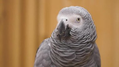 A Congo gray parrot maintaining eye contact with camera