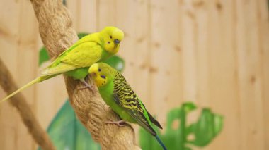 Two green yellow budgerigar parrots interact on a rope perch