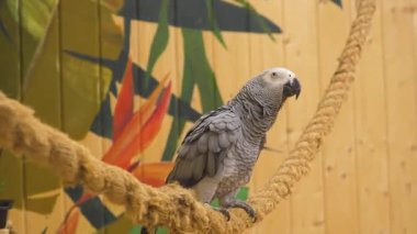 A Congo grey parrot perches on a rope, flaps its wings and looks around
