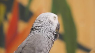 Congo grey parrot perches on a rope, looks around against a tropical backdrop