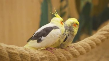 İki sarı papağan tünekte birbirini kolluyor.