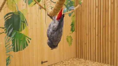 A Congo grey parrot hangs upside down from a rope, surrounded by colorful birds