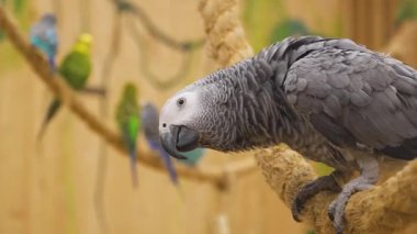 A Congo gray parrot perches on a rope, looking around, while budgies fly nearby