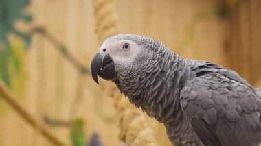 A Congo grey parrot perches on a rope, turning its head slightly while looking